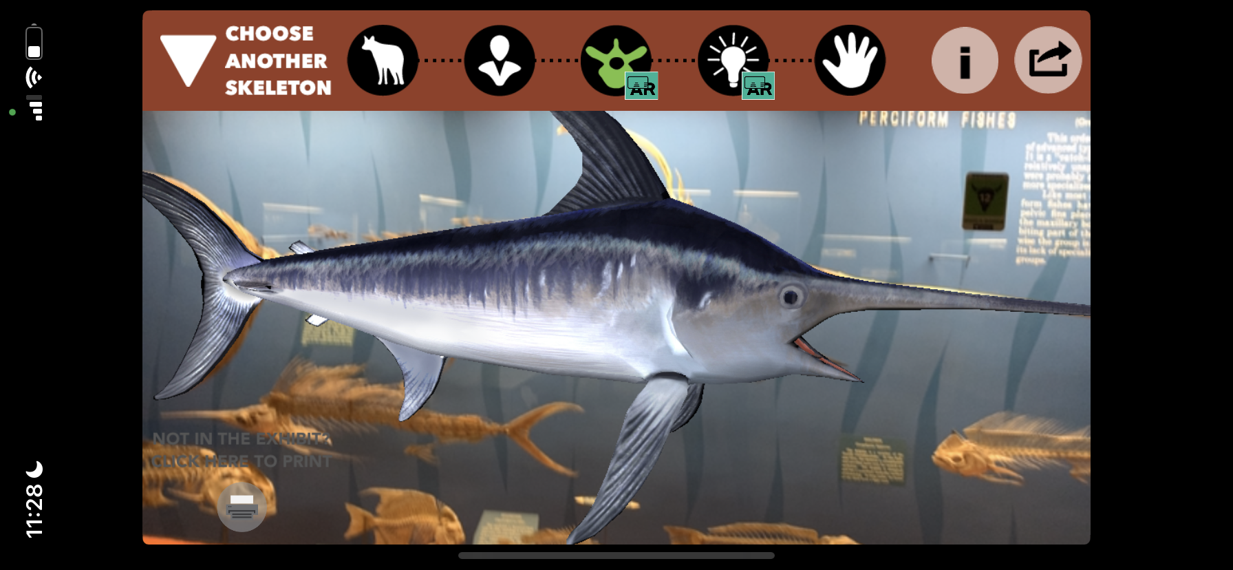 A screenshot of the interface when viewing the swordfish skeleton with the *Skin & Bones* app on an iPhone. There is an illustration of a living swordfish superimposed on the skeleton, in the same position that the skeleton is in. Along the top of the interface, there are several icons. There is an icon representing an animal, an icon representing a person, an icon of a vertebra with an “AR” tag next to it, an icon of a lightbulb with an “AR” tag next to it, and finally an icon of a hand. There is also an option to “Choose another skeleton,” plus “information” and “share” logos.