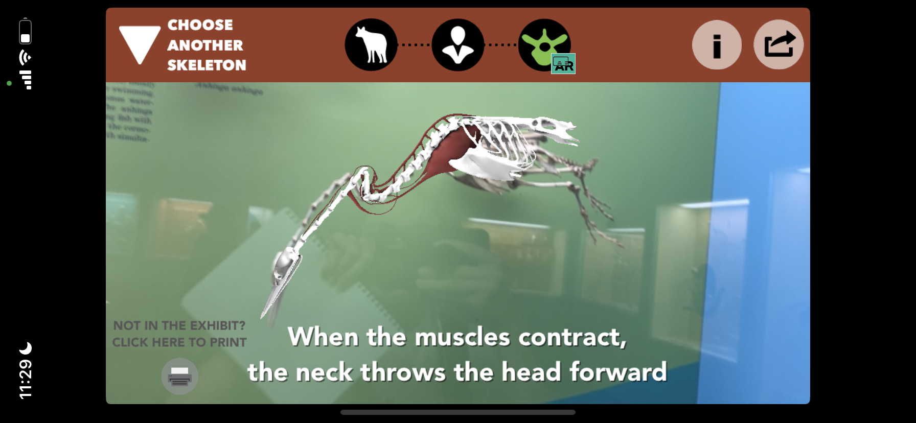 A screenshot of the interface when viewing the anhinga skeleton with the *Skin & Bones* app on an iPhone. There is an animation of the anhinga skeleton with some of the neck and chest muscles shown, all superimposed on the skeleton in the exhibit. Text underneath the animation reads “When the muscles contract, the neck throws the head forward.” Along the top of the interface, there are several icons. There is an icon representing an animal, an icon representing a person, and an icon of a vertebra with an “AR” tag next to it. There is also an option to “Choose another skeleton,” plus “information” and “share” logos.